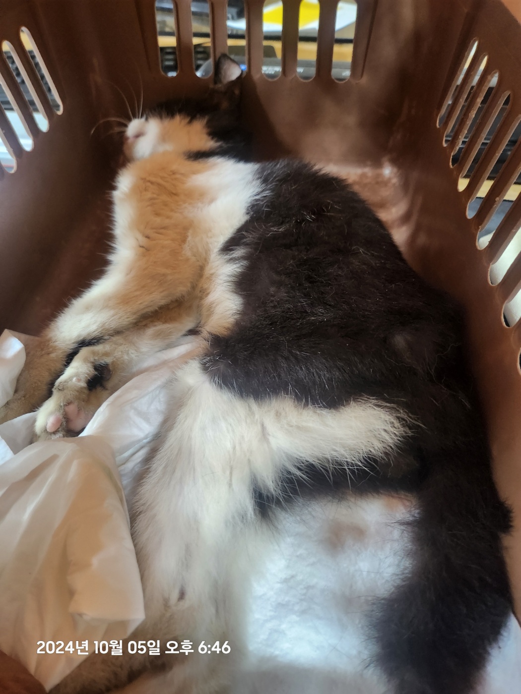 울산유기동물보호센터_431373202401377